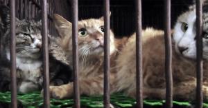 Caged cats in a Chinese wet market, part of the cat meat trade.