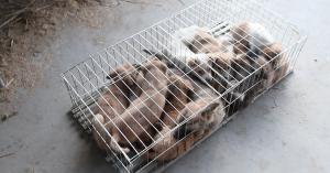 Puppies crammed into a cage in China, awaiting to become victims of the dog meat trade.