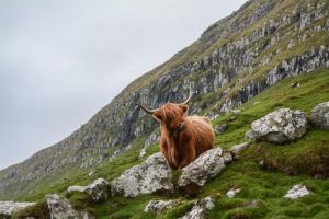 A Highland cow in Scotland