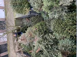 Backyard of old Christmas trees for cancer charity