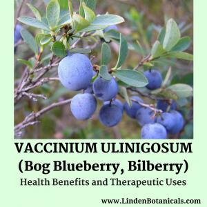 Bilberry brain health extract (also known as Vaccinium uliginosum)