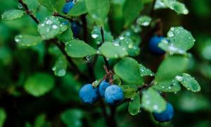 Bilberries are a valuable source of brain health support