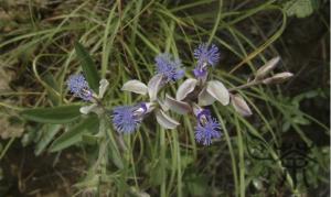 Polygala tenuifolia (Yuan Zhi)