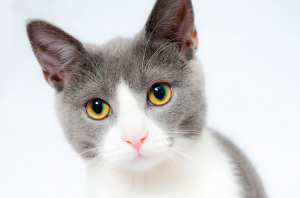 Brittany Golden Ballwin Tips for Grooming your Cat
