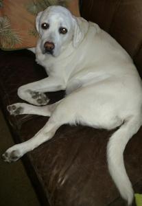 A picture of Lollie, a cream Labrador Retriever (dog), lying down looking at the camera