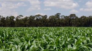 large corn field in Kenya