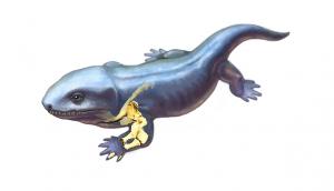 Reconstruction of ancient tetrapod by New York Tech researcher.