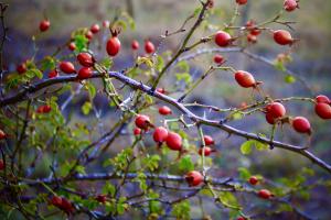 Rose Hips (Rosa rugosa) Extract with Vitamin C from Linden Botanicals