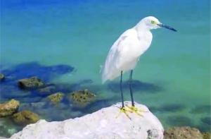 Photograph of the snowy white egret that started the unusual journey