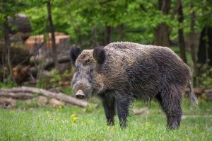 a wild boar