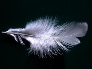 white feather alone on black
