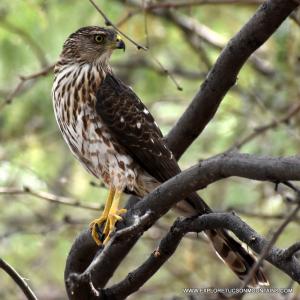 Cooper's Hawk perching on a branch