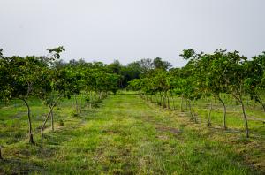 Reforestación con Pongamia