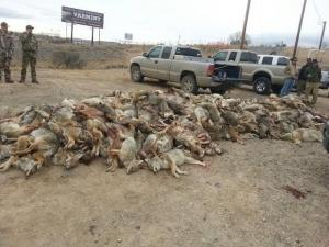 Wildlife Killing Contest