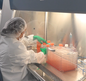 A laboratory technician working with a cell factory to manufacture stem cells under a sterile lab hood