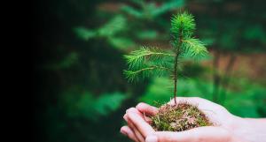 Tree sapling in hand