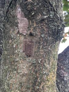 Spotted Lanternfly Egg Masse