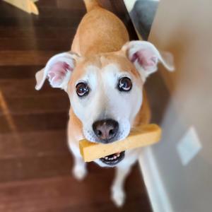 Senior Labrador Barley proudly holds the Mighty Paw Naturals Yak Cheese Dog Chews in his mouth