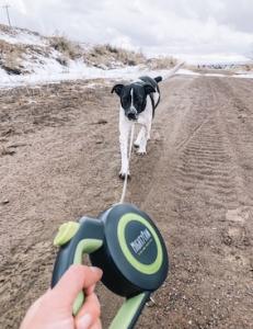 dog walking on Mighty Paw's flexi leash