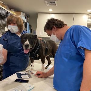 A vet tech holding a black and white pit bull while a veterinarian administers an intravenous injection of stem cells.