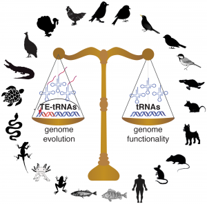 Figure of scales with genome evolution vs. genome functionality on either side and vertebrate silhouettes in a circle around the outside.