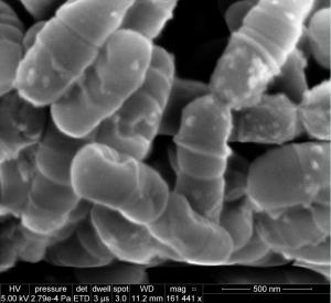 Technical mouthwash in activated Streptococcus mutans bacteria