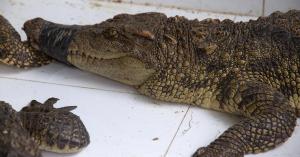 Alligators, crocodiles, turtles, and frogs are just some of the reptiles and amphibians sold at live animal markets.
