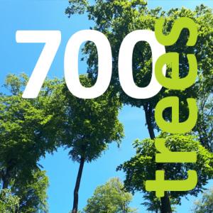 Cutout forest and title 700 trees