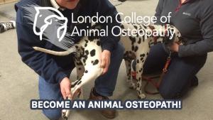 Become an animal osteopath and learn to treat animals holistically