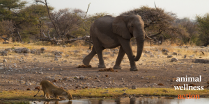 Lioness and elephant meet at watering hole on African plain