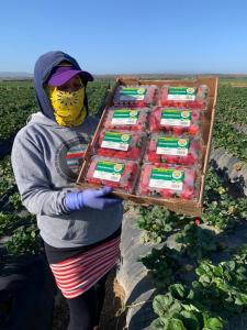 worker holding Sources for Good strawberry packages in field