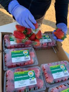 strawberries being packed in Whole Foods Market Sourced for Good clamshell