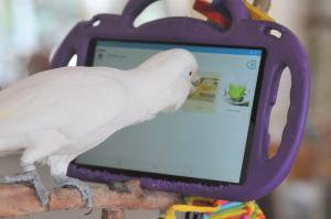 www.parrotkindergarten.com