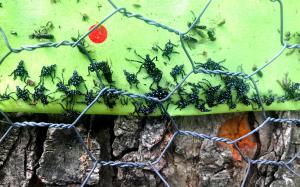Spotted Lanternfly Nymphs on Sticky Bands