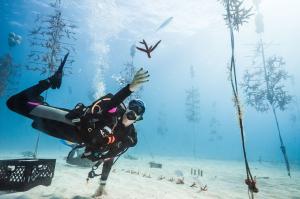 A diver catches a coral in the Coral Restoration Foundation™ Coral Tree Nursery