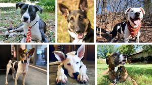 Collage of dogs helped by PEDIGREE Foundation grants