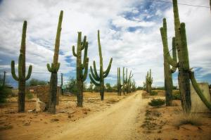 cactus removal in Tucson