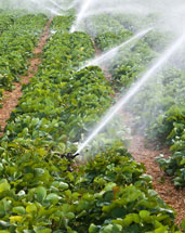 irrigation installation in Tucson