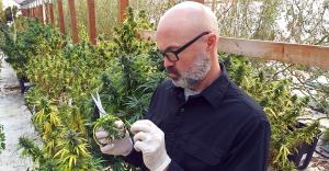 Plants Over Pills Colorado - Matt Gibson works on the 2020 hemp CBD crop