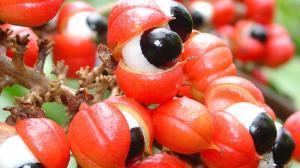 Guarana (Paullinia cupana)