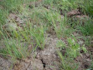 wild horse droppings containing seeds germinating