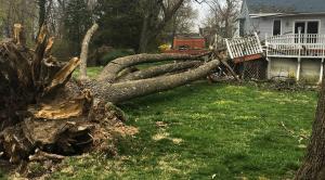 Dead ash tree fell on pool
