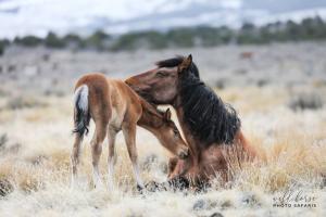 Onaqui mare and foal on public lands | Photo Credit: Jen Rogers, Wild Horse Photo Safaris