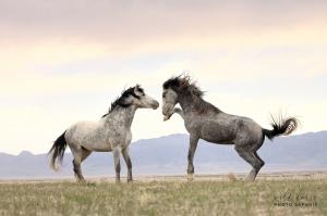 Onaqui Wild Horses in Utah | Photo Credit: Jen Rogers, Wild Horse Photo Safari