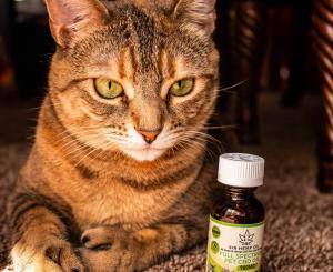 CBD for Cats. CBD for Dogs. Sir Hemp Co. pet friendly CBD products