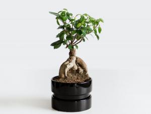 Bonsai in Black Pot Shown on a Light Grey Background