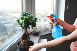 A woman spraying mist on a bonsai
