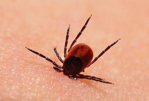 tick bite head goes in first
