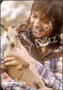 A horizontal picture of David Cassidy during his '74 Australia tour. The picture is of David cradling a Joey or baby kangaroo who is looking straight into the camera. David with a big smile, looks on. Over his right shoulder, the Australian greenery is in soft focus.