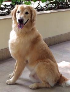 Teddy - our precious Golden Retriever